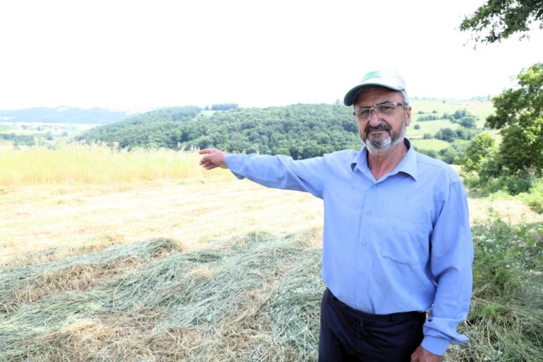 Kocaeli’de süt otu hasadı başladı